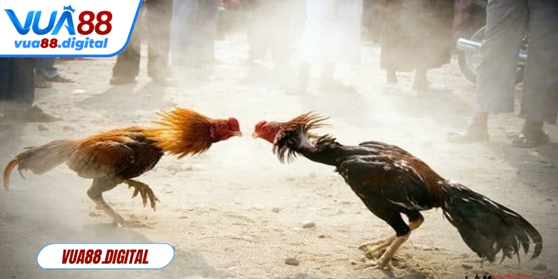 Đá gà truyền thống mô phỏng sát thực các trận đấu tại sới gà thật